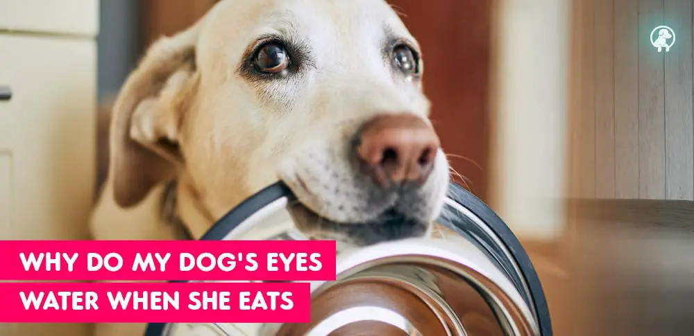 Dog puts his food bowl in his mouth with tears in his eyes
