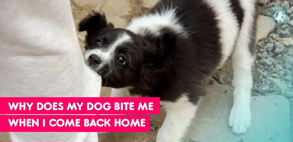 Why Does My Dog Bite Me When I Come Back Home
