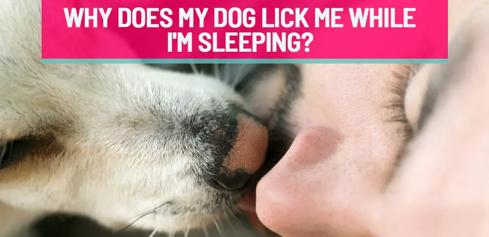 Why Does My Dog Lick Me While I'm Sleeping