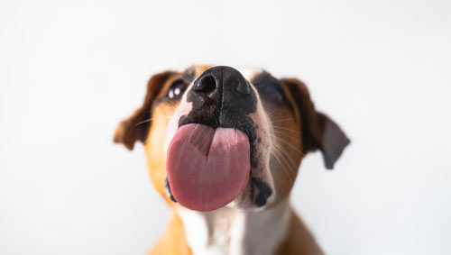 anxious dog licking with tongue out