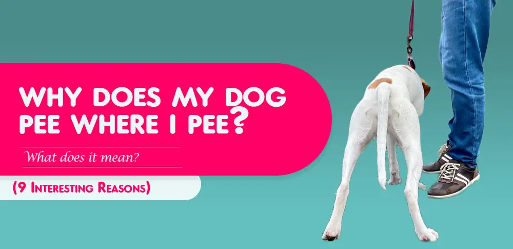 why does my dog pee where i pee