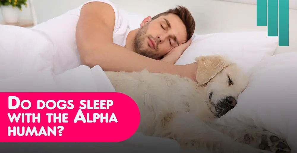 Do dogs sleep with the Alpha human?