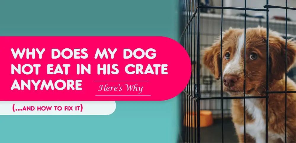 My Dog Won't Eat in Crate Anymore