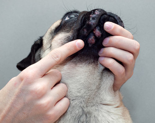 dog with inflamed sores on the mouth