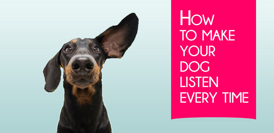 How to make your dog listen every time 

