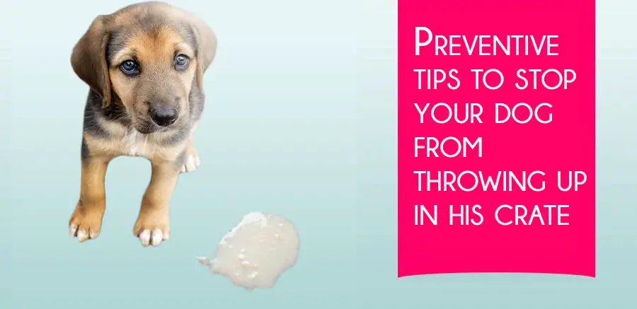 Preventive tips to stop your dog from throwing up in his crate