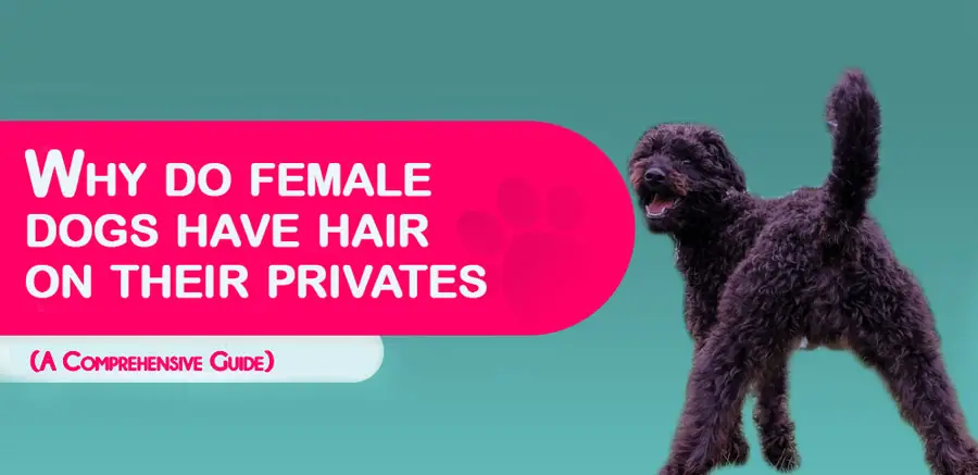 Why do Female Dogs Have Hair on Their Privates