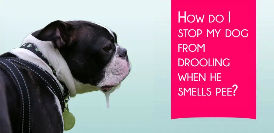 How do I stop my dog from drooling when he smells pee?