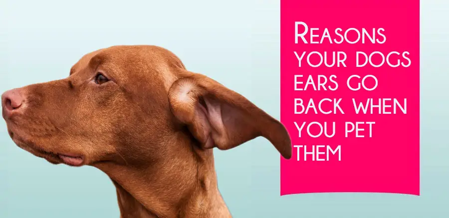 Reasons your dogs ears go back when you pet them
