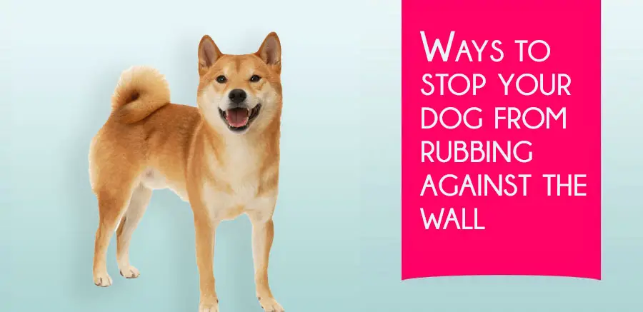 Ways to stop your dog from rubbing against the wall