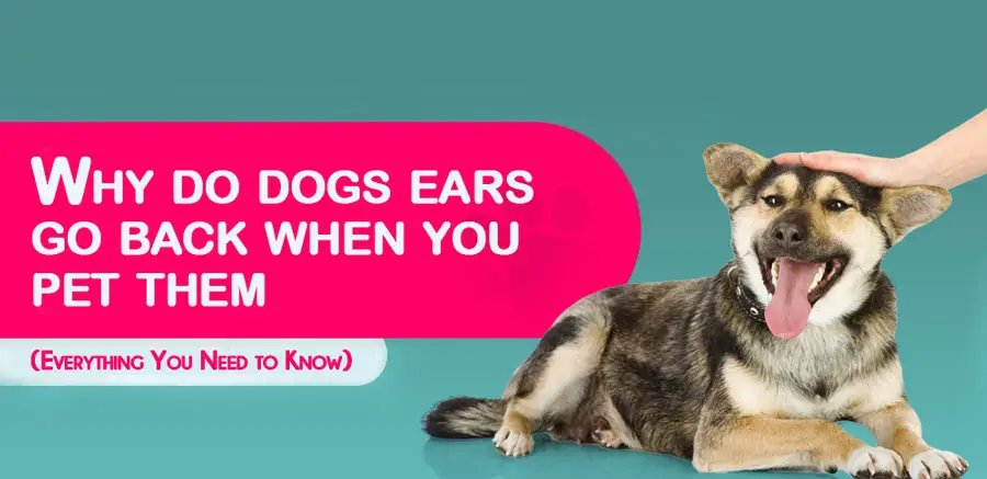 Why Do Dogs Ears Go Back When You Pet Them