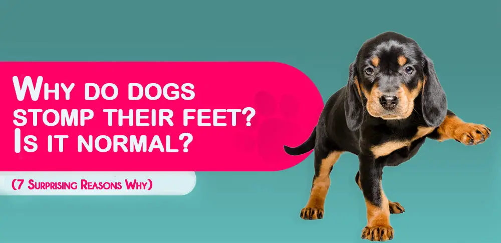 Why Do Dogs Stomp Their Feet