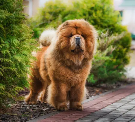 chow chow dog breed that ignores other dogs