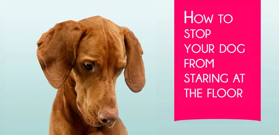 How to stop your dog from staring at the floor
